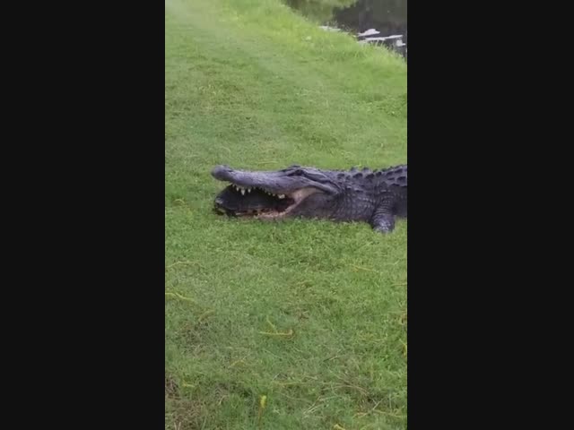 От аллигатора убежал завтрак