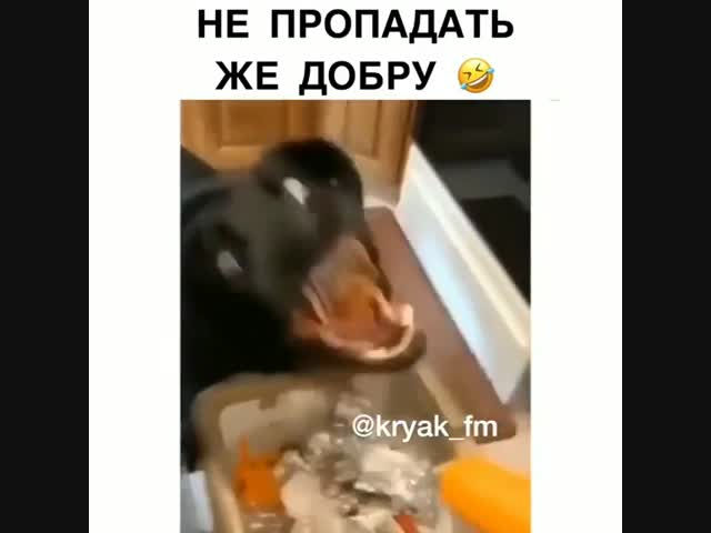 Ловкий пёс