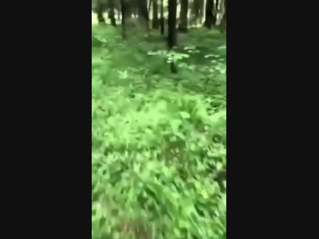 Кровавое нападение медведя на велосипедиста