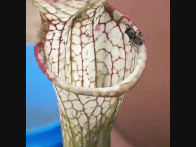 Соперник Венериной мухоловки