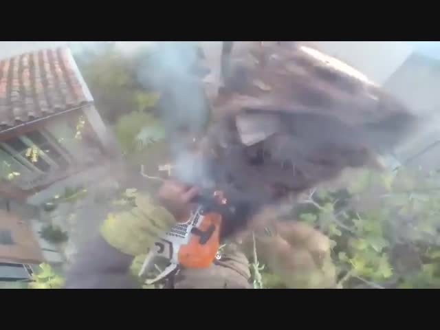 Не стоит пилить пальму бензопилой