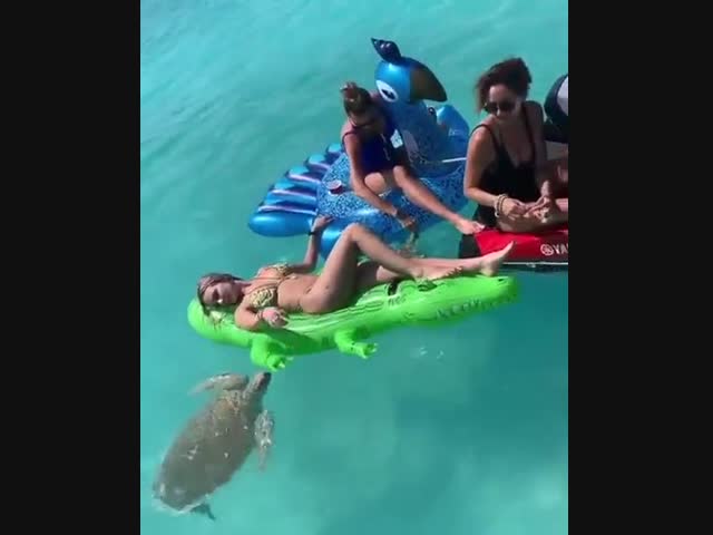 Черепахи хотят поиграть