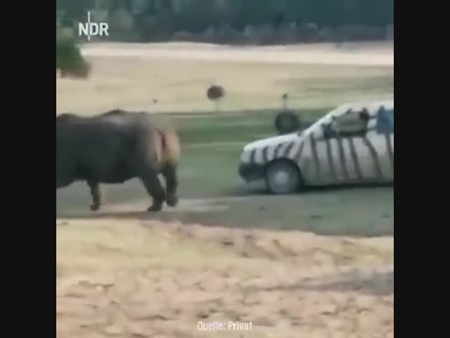Носороги плохо видят, но сильно бьют