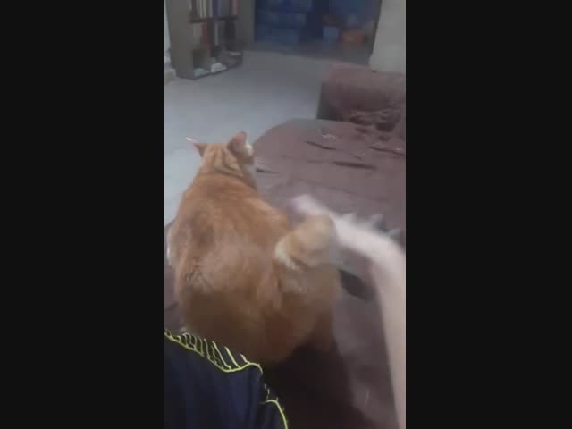 Кот обожает, когда его шлёпают по заднице.