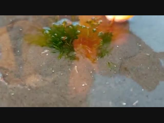 Странное растение