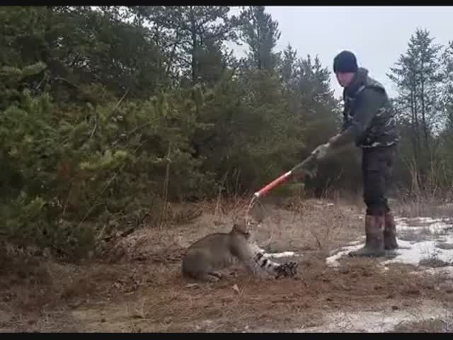 Мужчины спасли рысь, попавшую в капкан.