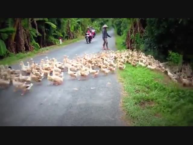 Утиная армия идёт в наступление