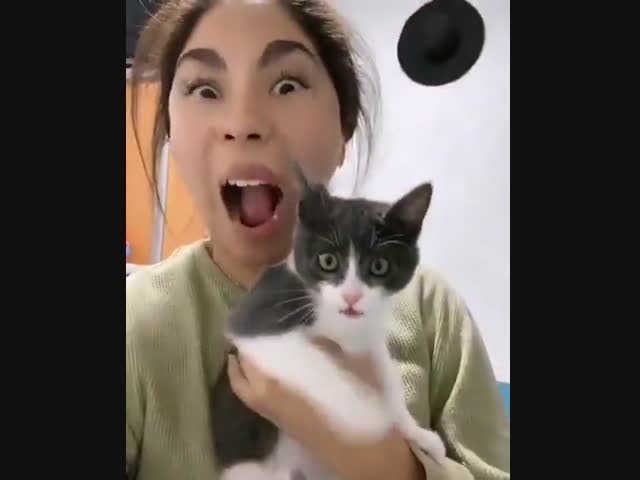 Как удивить кошку