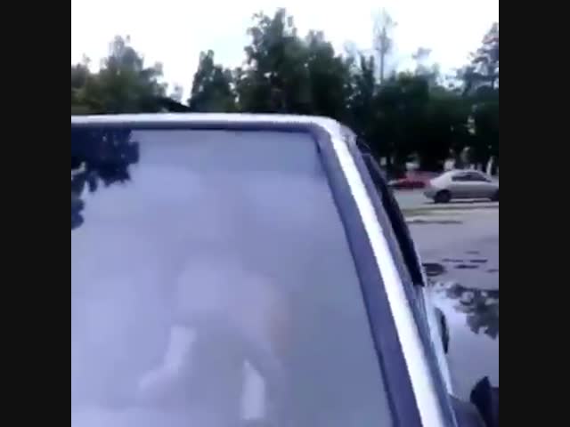 Талантливая собака