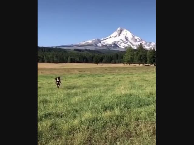 Красивая сцена с бегущей по зелёной траве девушкой