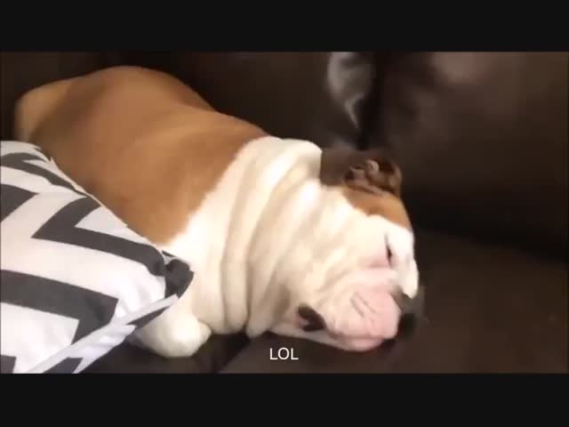 Как храпят собаки