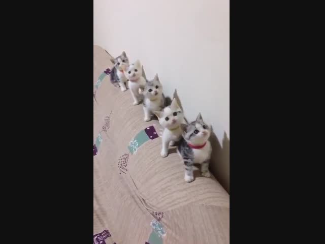 Покемончики