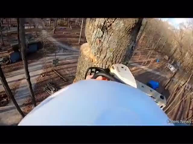 Оригинальная рубка дерева