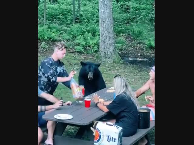 Незваный гость хуже...медведя