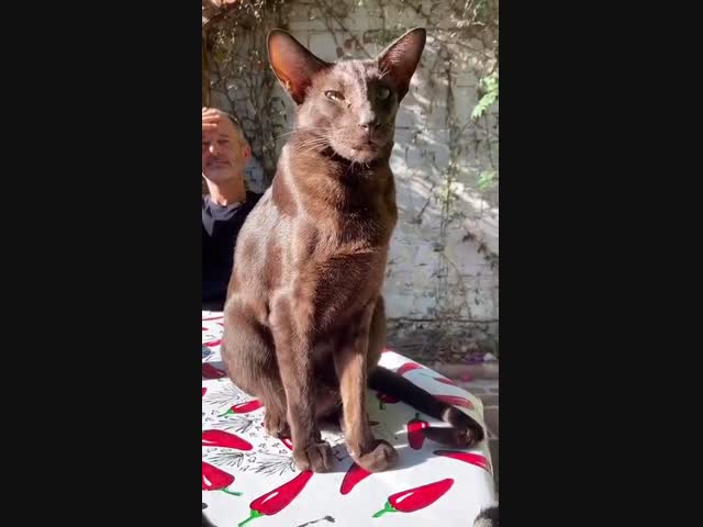 Когда смеётесь над несмешной шуткой ради солидарности