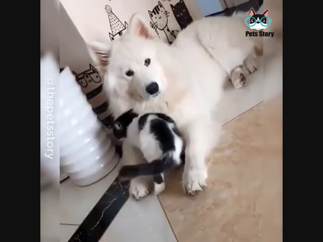 Как кошка с собакой...