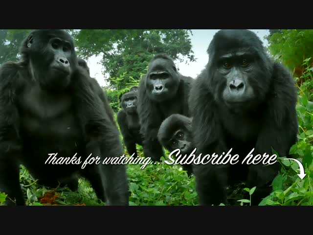 Спа со снежными обезьянами: подводный робот-шпион.