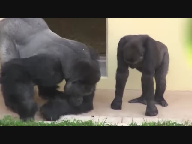 Горилла Шабани наблюдает за гусеницей вместе с сыном