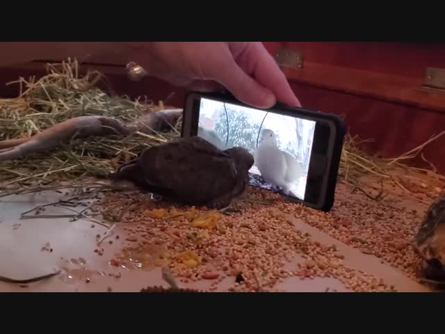 Американец спас птенца голубя и научил его есть самостоятельно с помощью видео с другими голубями