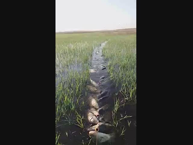 Вот это кукан!