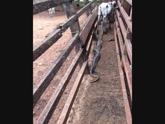 Попался гад!