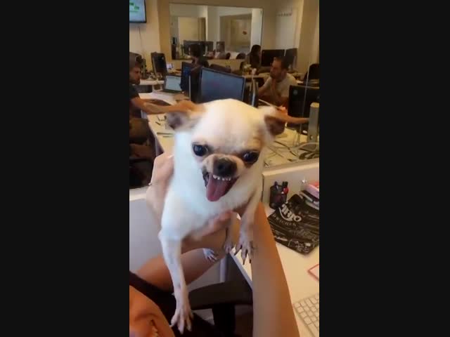 Что за гремлин?