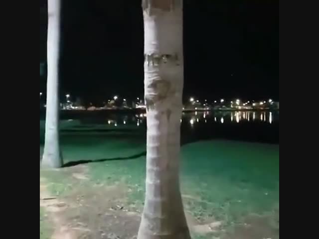 Уютная квартира для семейства попугаев