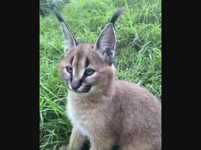 Посмотрите на эти уши