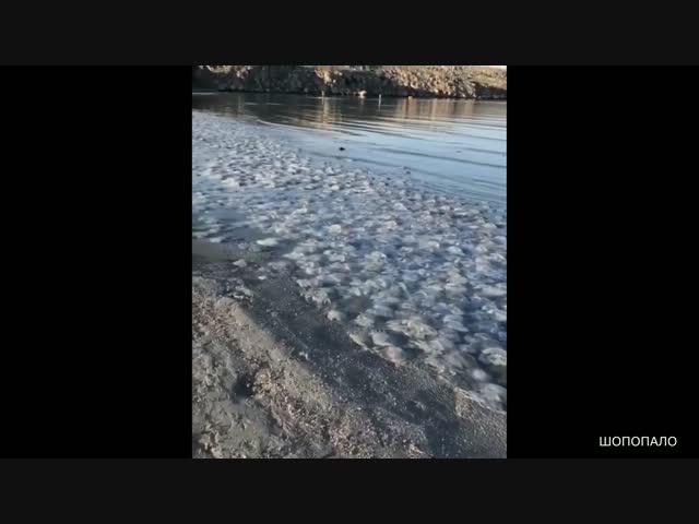 Нашествие медуз в Азовском море