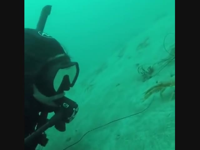 Любопытные крабы