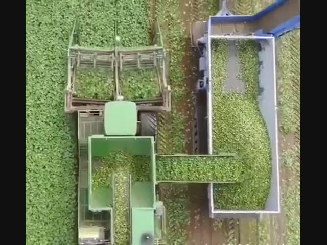 Что это такое, как думаете?