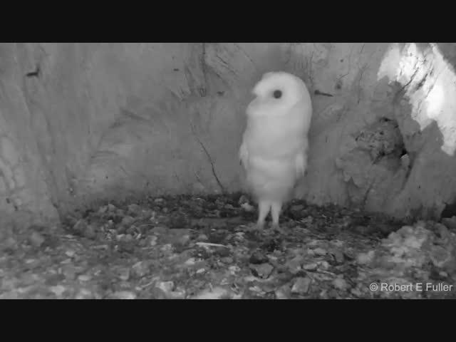 Малыш-совёнок первый раз услышал гром