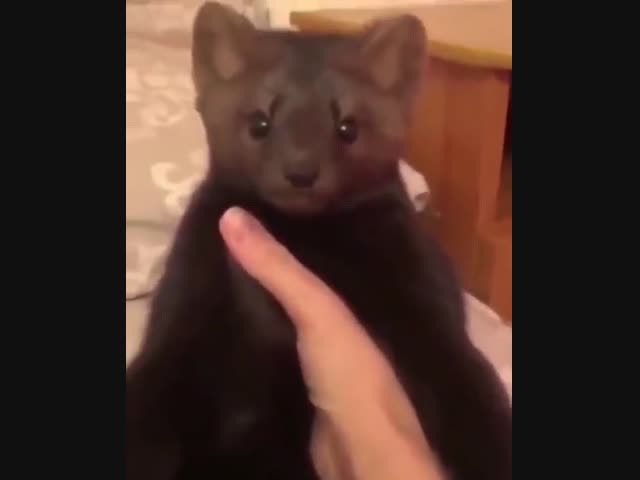 Что это с соболем?