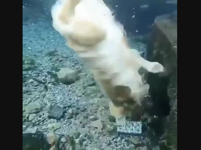 Ретривер под водой