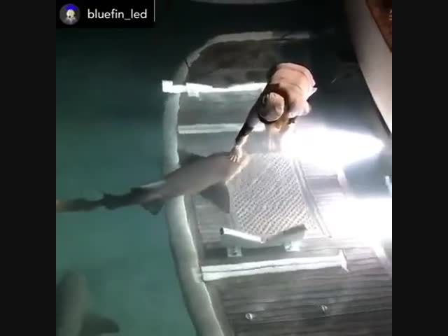 Акулы тоже любят ласку