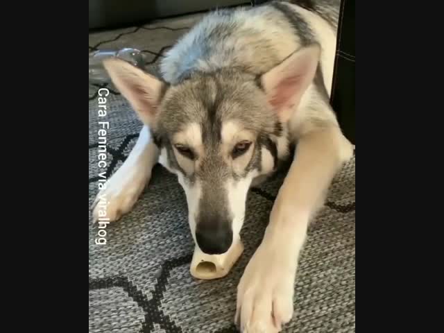 Вкусная кость