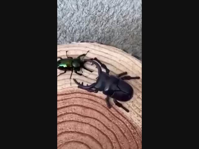 Схватка натурального жука с жуком-роботом