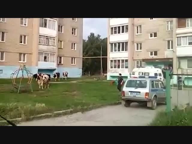 Боевые коровы