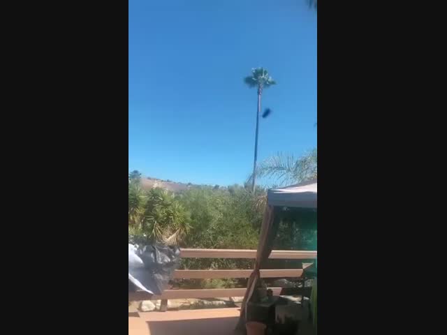 Живая мухоловка