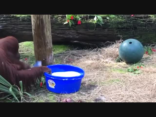 Взял пример с людей