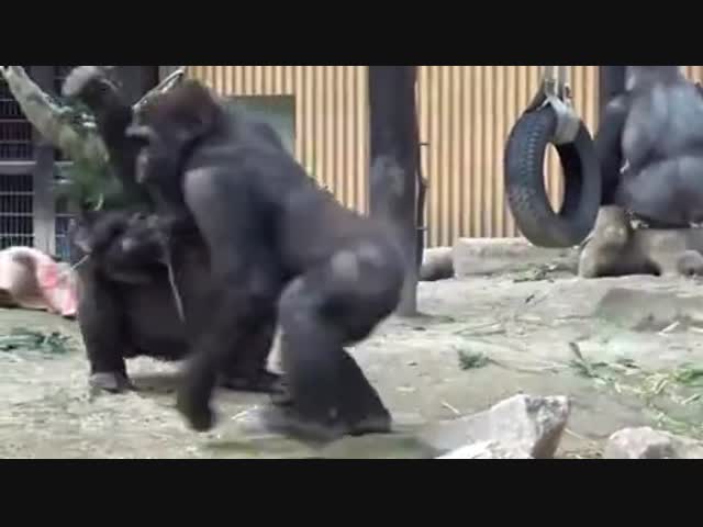 Мама горилла и ревнивый сын
