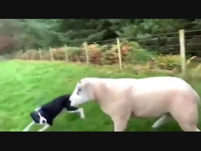 Пастушья собака не боится овец
