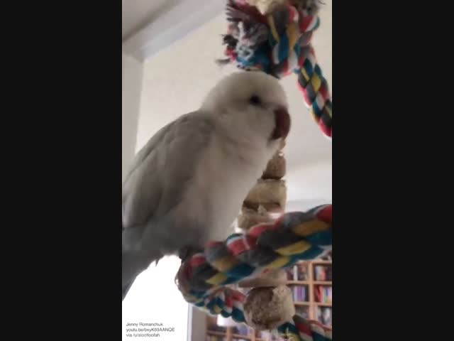 Талантливая птичка