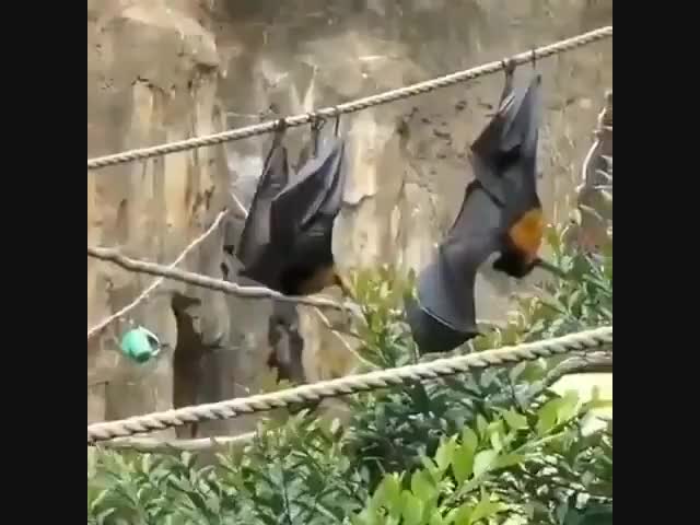 Теперь ты видел всё