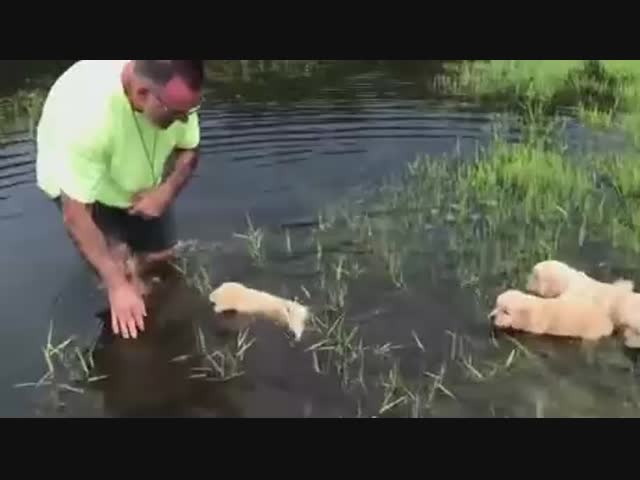 Учатся плавать