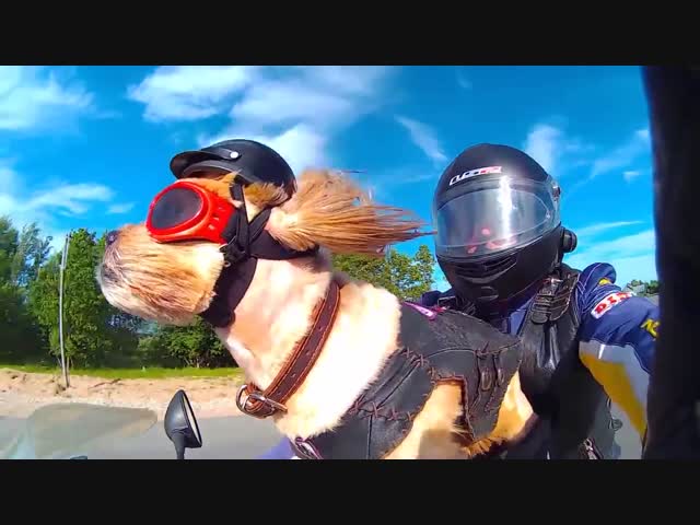 Хвостатый байкер по кличке Стич