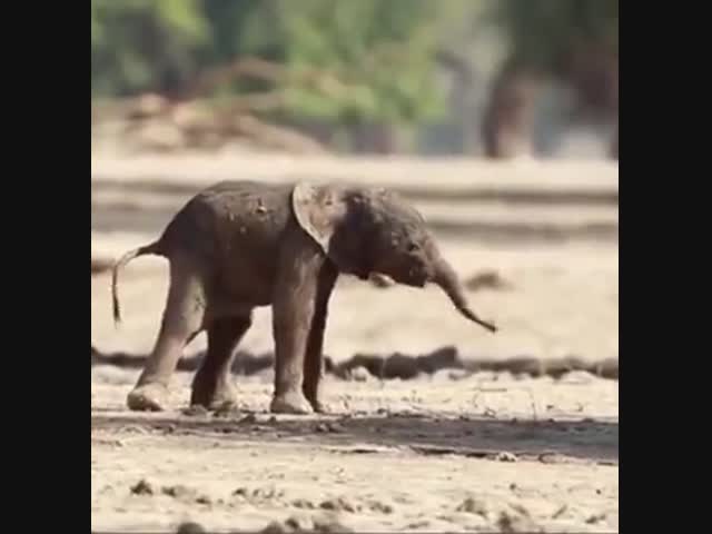 Первые шаги новорождённого слонёнка