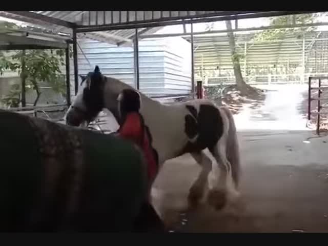 Искусственное осеменение