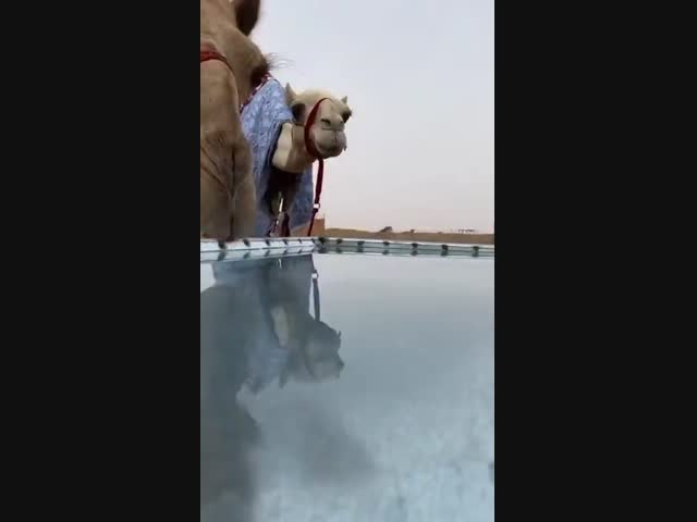 Как пьют верблюды