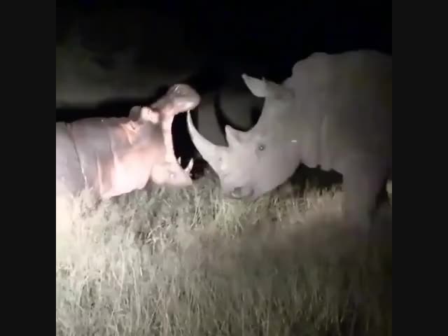 Неожиданная встреча